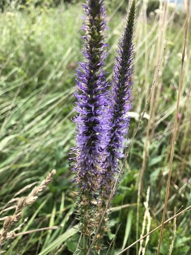 Вероника орхидная (Veronica orchidea) - PictureThis