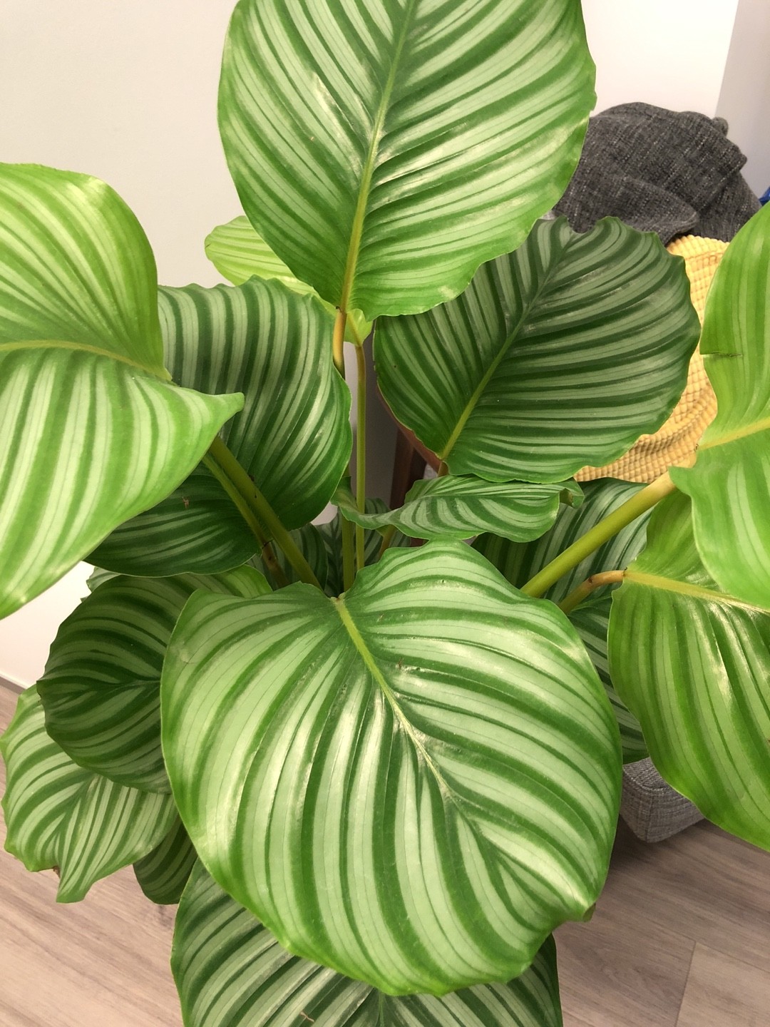 ゴエペルティア オルビフォリア Goeppertia Orbifolia 花言葉 学名 よくある質問 Picturethis