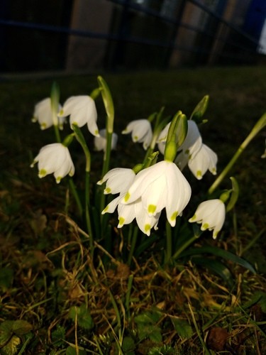 Leucojum Vernum 花言葉 学名 よくある質問 Picturethis