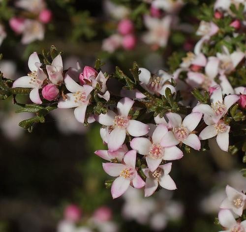 Boronia Anemonifolia 花言葉 学名 よくある質問 Picturethis