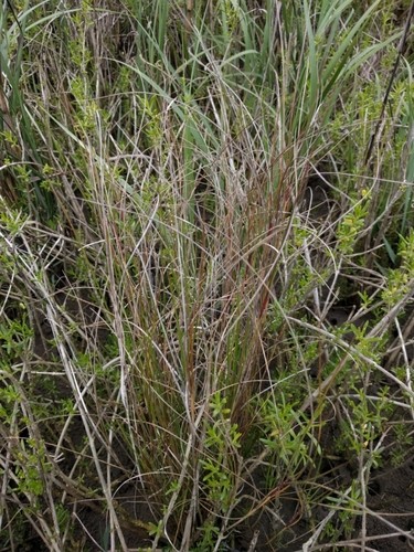 Sporobolus pumilus PictureThis