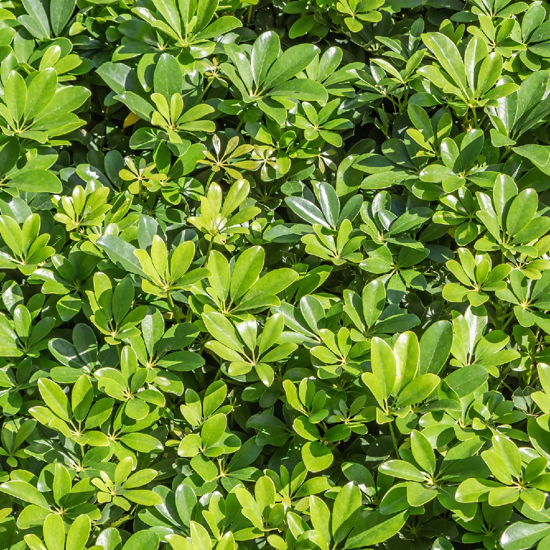 รายการ 90+ ภาพพื้นหลัง หนวดปลาหมึกแคระ ชื่อวิทยาศาสตร์ ครบถ้วน รายการ 90+ ภาพพื้นหลัง หนวดปลาหมึกแคระ ชื่อวิทยาศาสตร์ ครบถ้วน