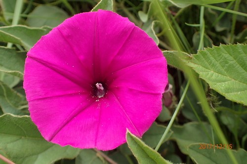 Ipomoea Pellita Ipomoea Pellita Picturethis