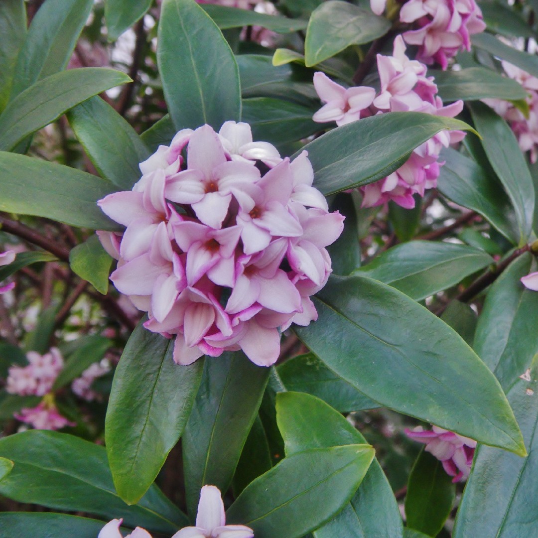 チンチョウゲ Daphne Odora 花言葉 学名 よくある質問 Picturethis