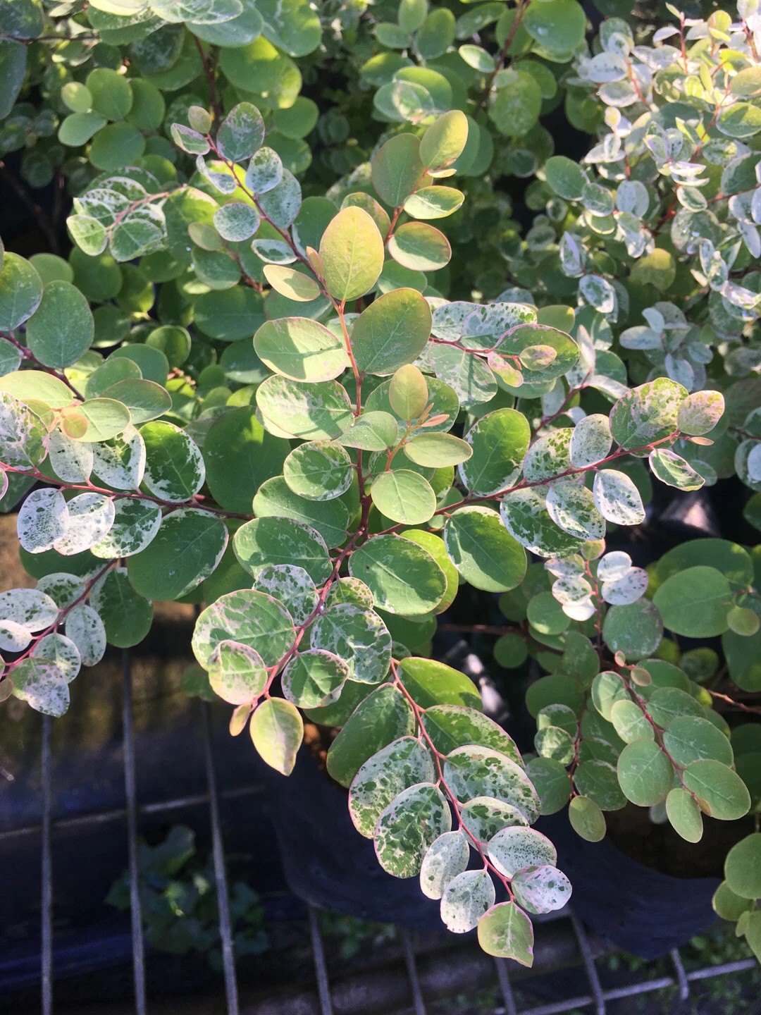 Брейния снежная (Breynia disticha) - PictureThis