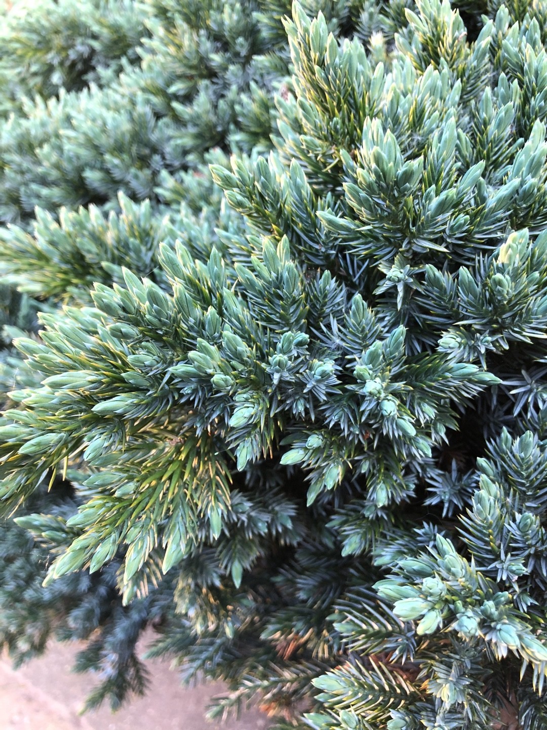 Flaky juniper Juniperus squamata Care Guide   PictureThis