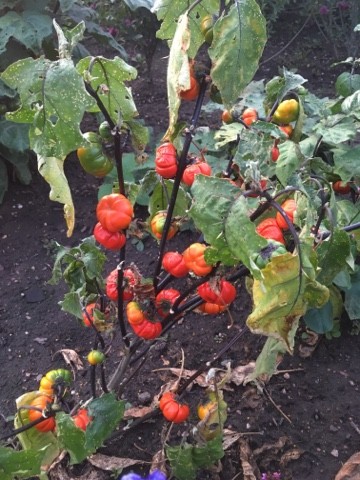 ソラヌム エチオピクム Solanum Aethiopicum 花言葉 毒性 よくある質問 Picturethis