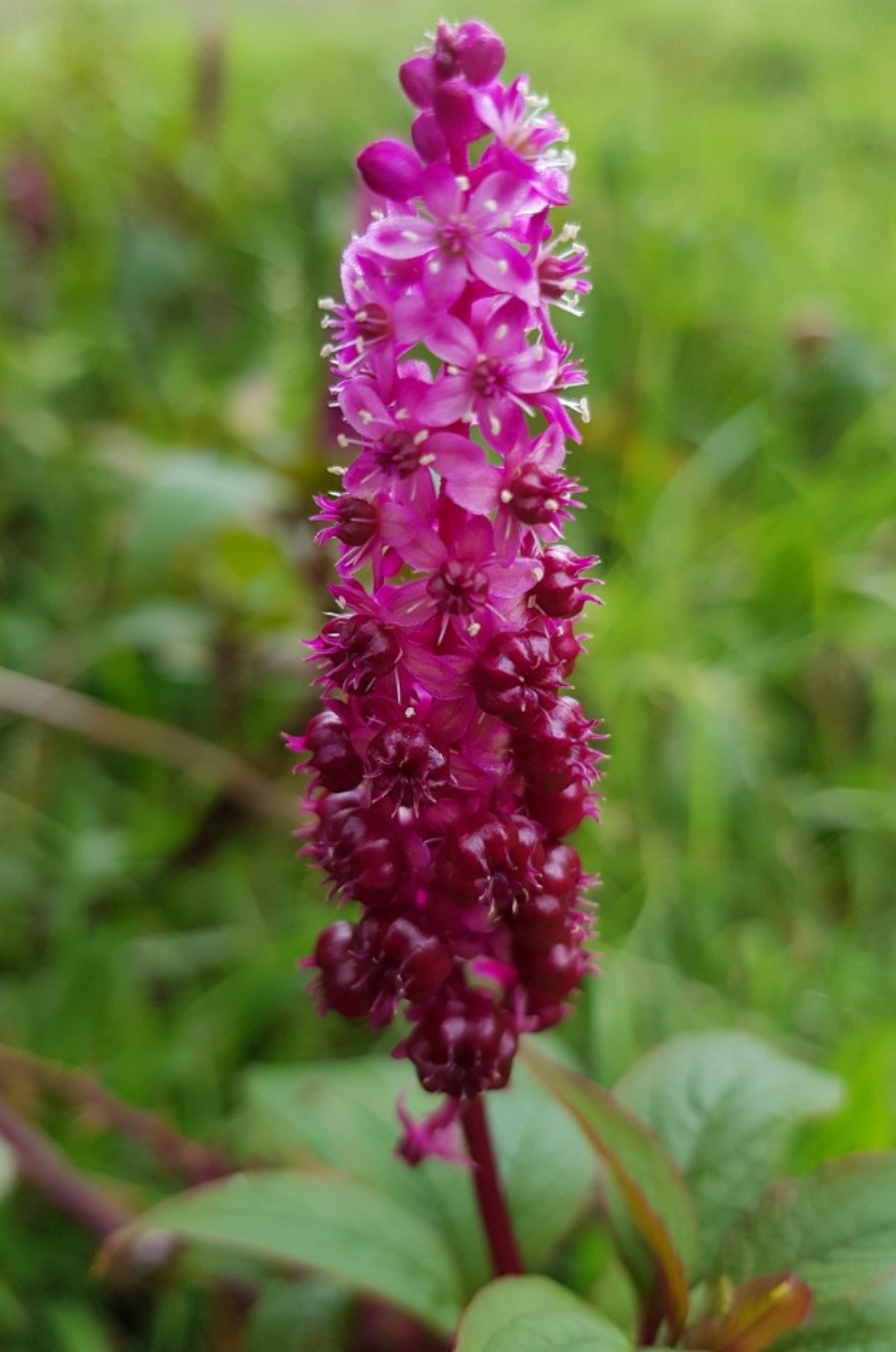 Phytolacca icosandra PictureThis