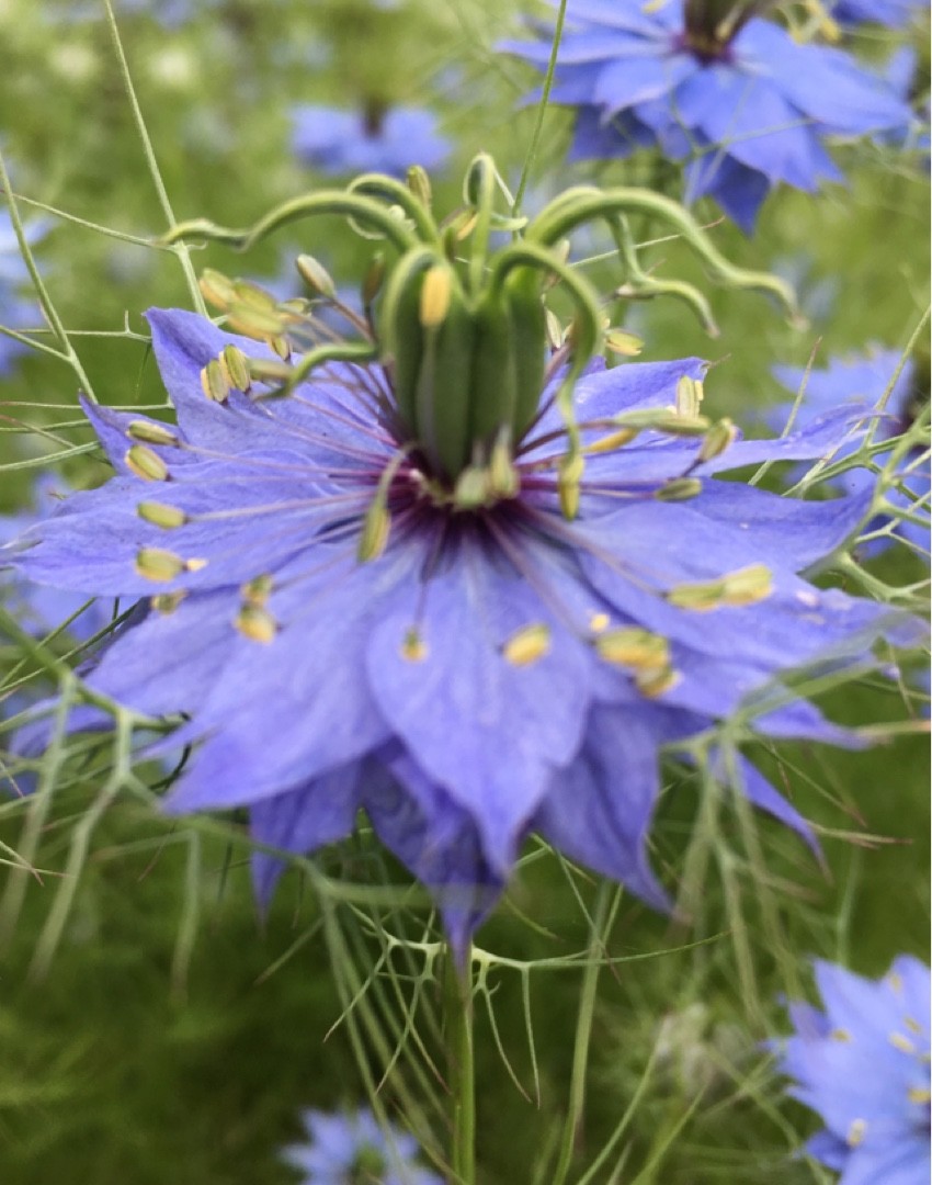 Detailed Nigella Miss Jekyll Artwork Collection Detailed Nigella Miss Jekyll Artwork Collection