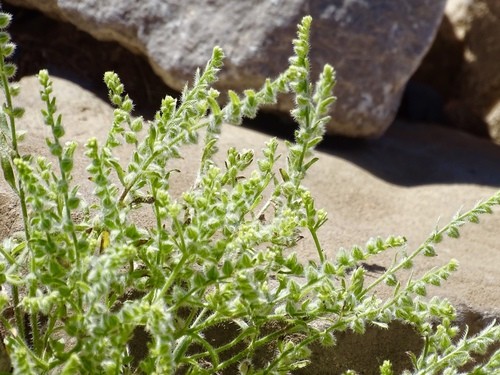 Cryptantha minima - PictureThis