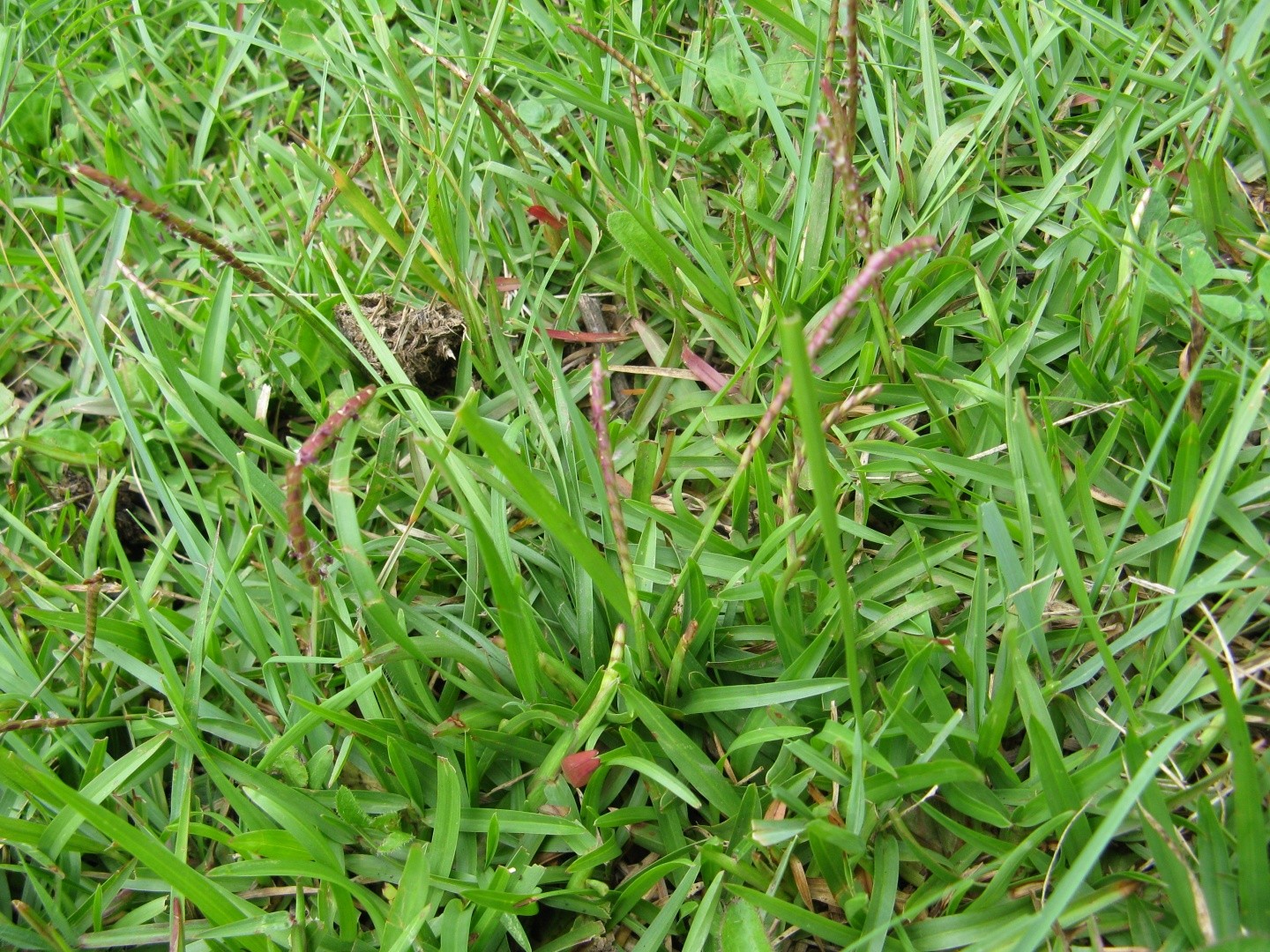 假儉草 (Eremochloa ophiuroides) 照顧,種植,繁殖,開花時間 - PictureThis