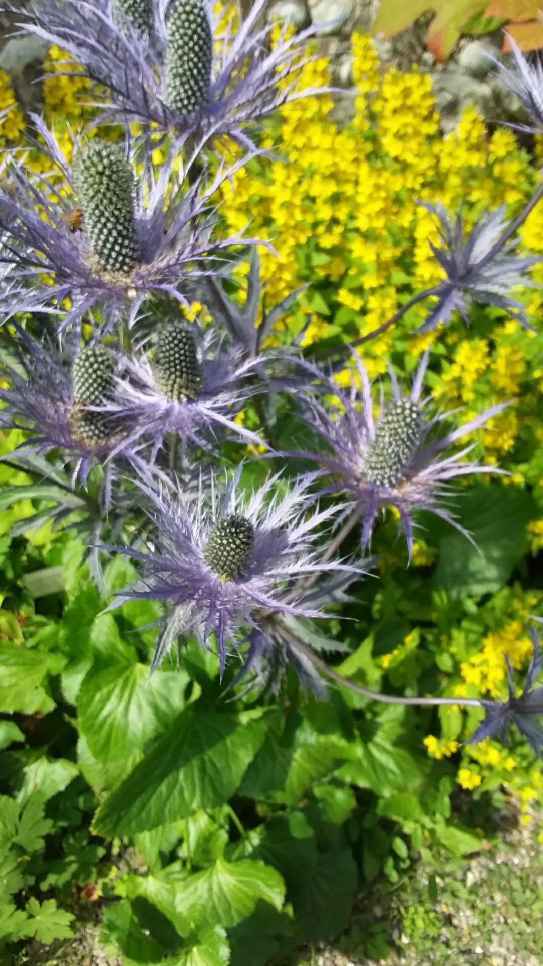 Eryngium alpinum 'Blue Star' PictureThis