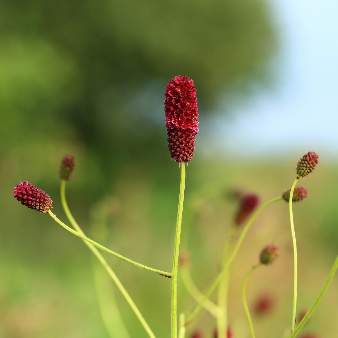 ワレモコウ 吾亦紅 Sanguisorba Officinalis 花言葉 学名 よくある質問 Picturethis