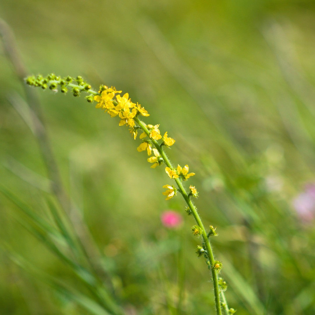 Agrimonia PictureThis