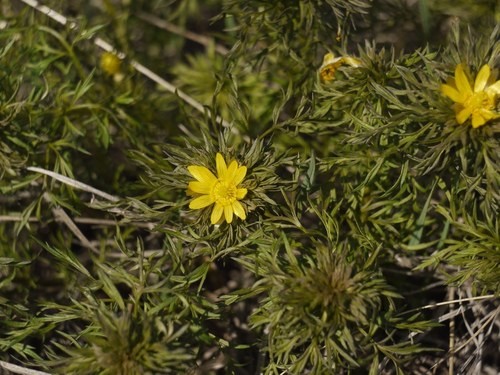 Adonis volgensis - PictureThis
