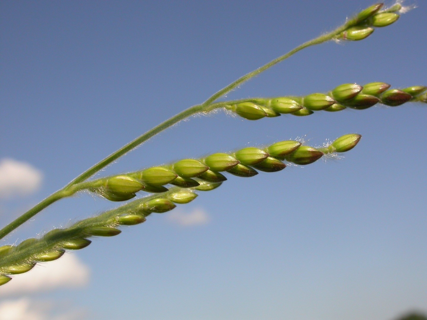 野黍 Eriochloa Villosa 照顧 繁殖 開花時間 Picturethis