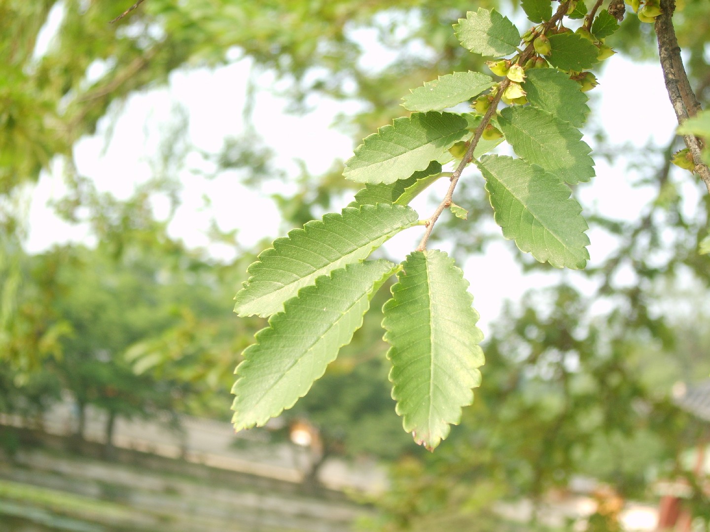 Hemiptelea - PictureThis