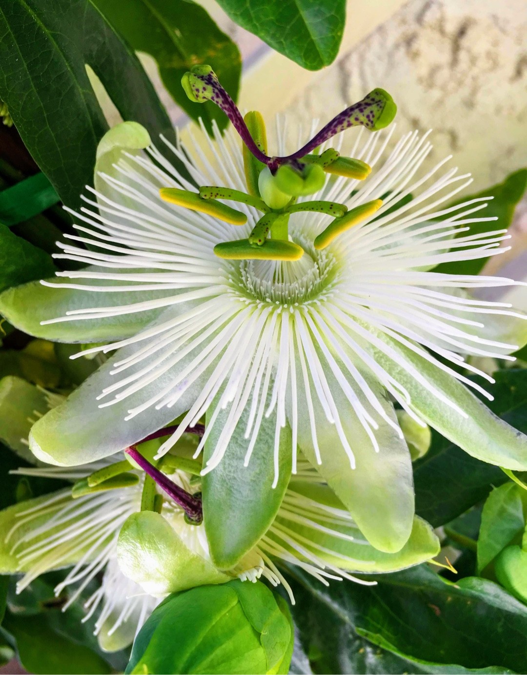 Passiflora 'Snow Queen' Flower, Leaf, Uses PictureThis