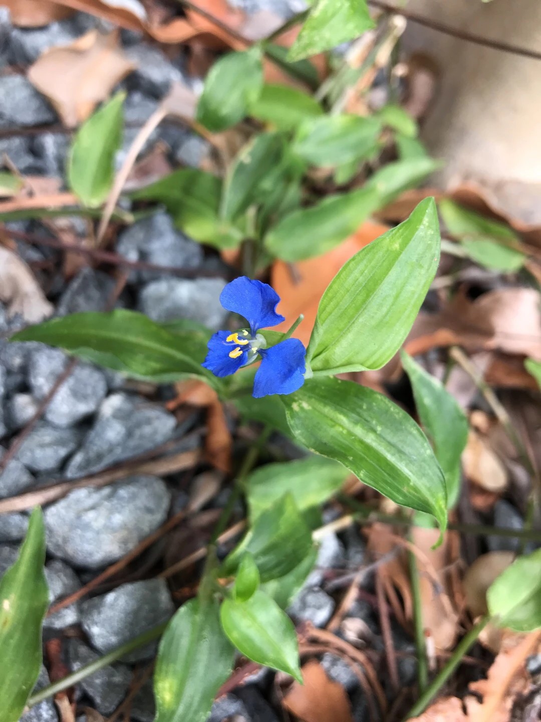 Commelina cyanea PictureThis