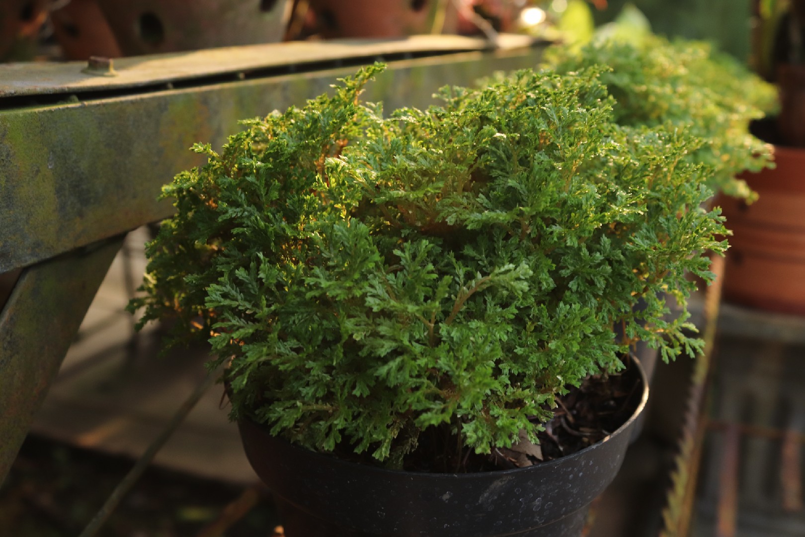 Selaginella Kraussiana 花言葉 学名 よくある質問 Picturethis