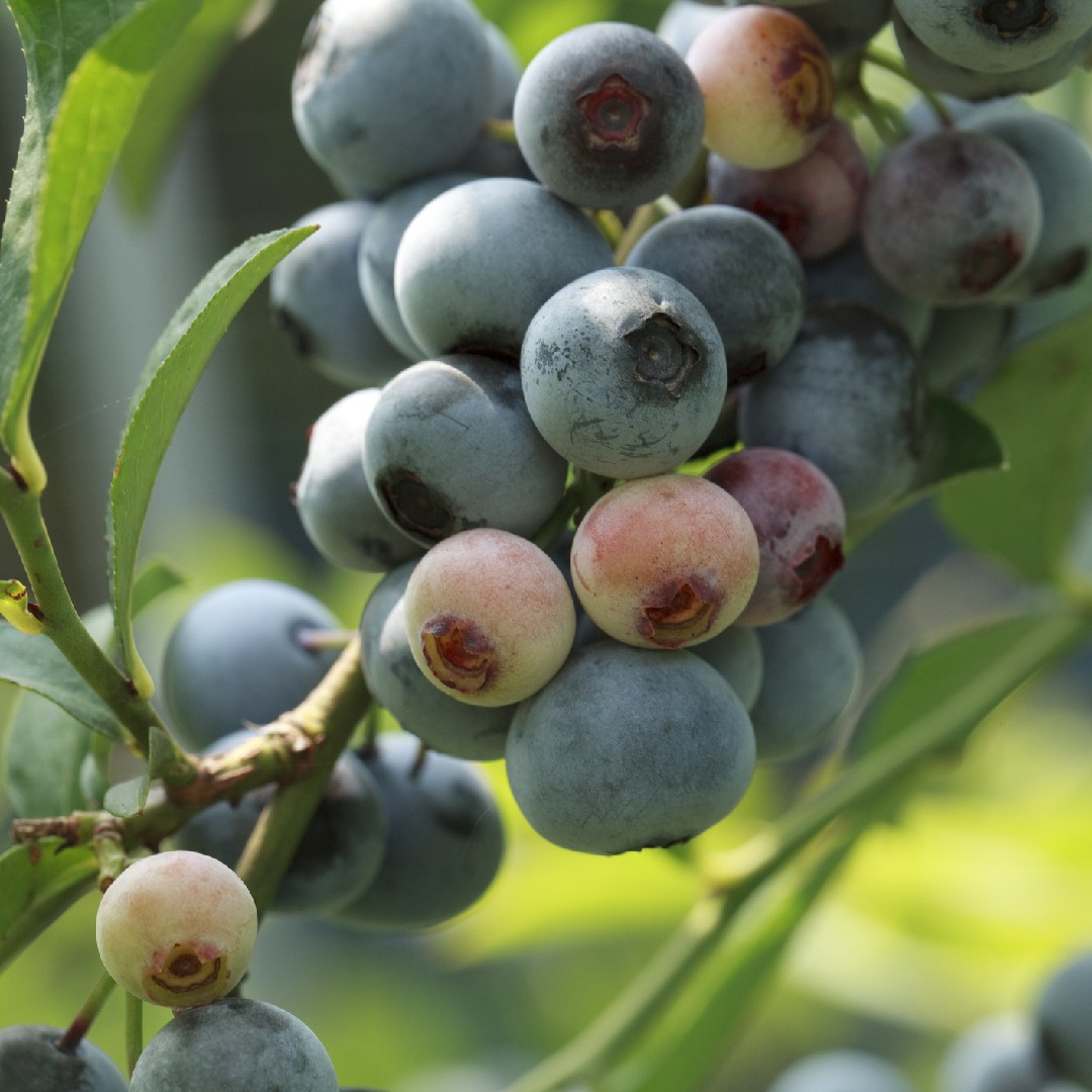 ラビットアイ系ブルーベリー Vaccinium Virgatum 花言葉 学名 よくある質問 Picturethis