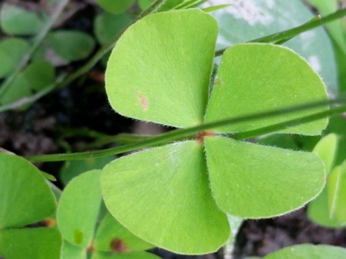 Bigfoot waterclover (Marsilea macropoda) Flower, Leaf, Uses - PictureThis