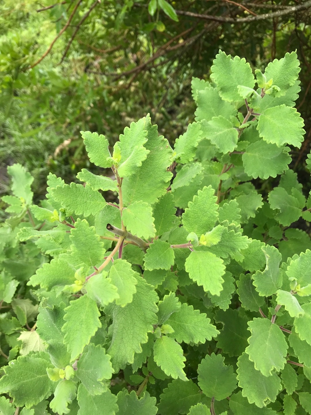 Tetradenia riparia 花言葉，学名，よくある質問 - PictureThis