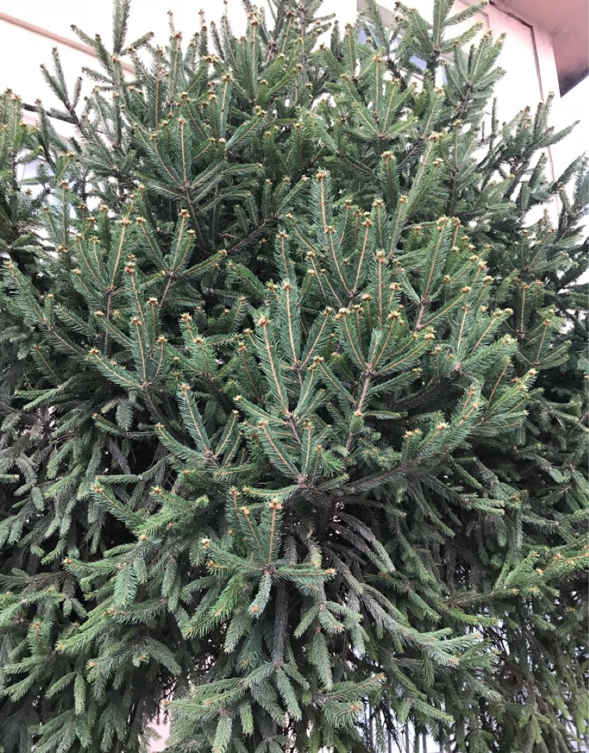 Abies kawakamii PictureThis