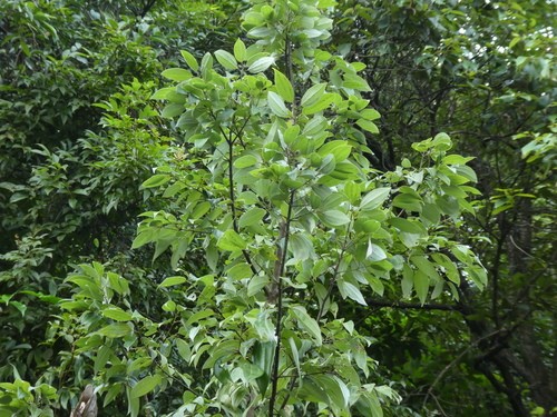 Cinnamomum pauciflorum PictureThis