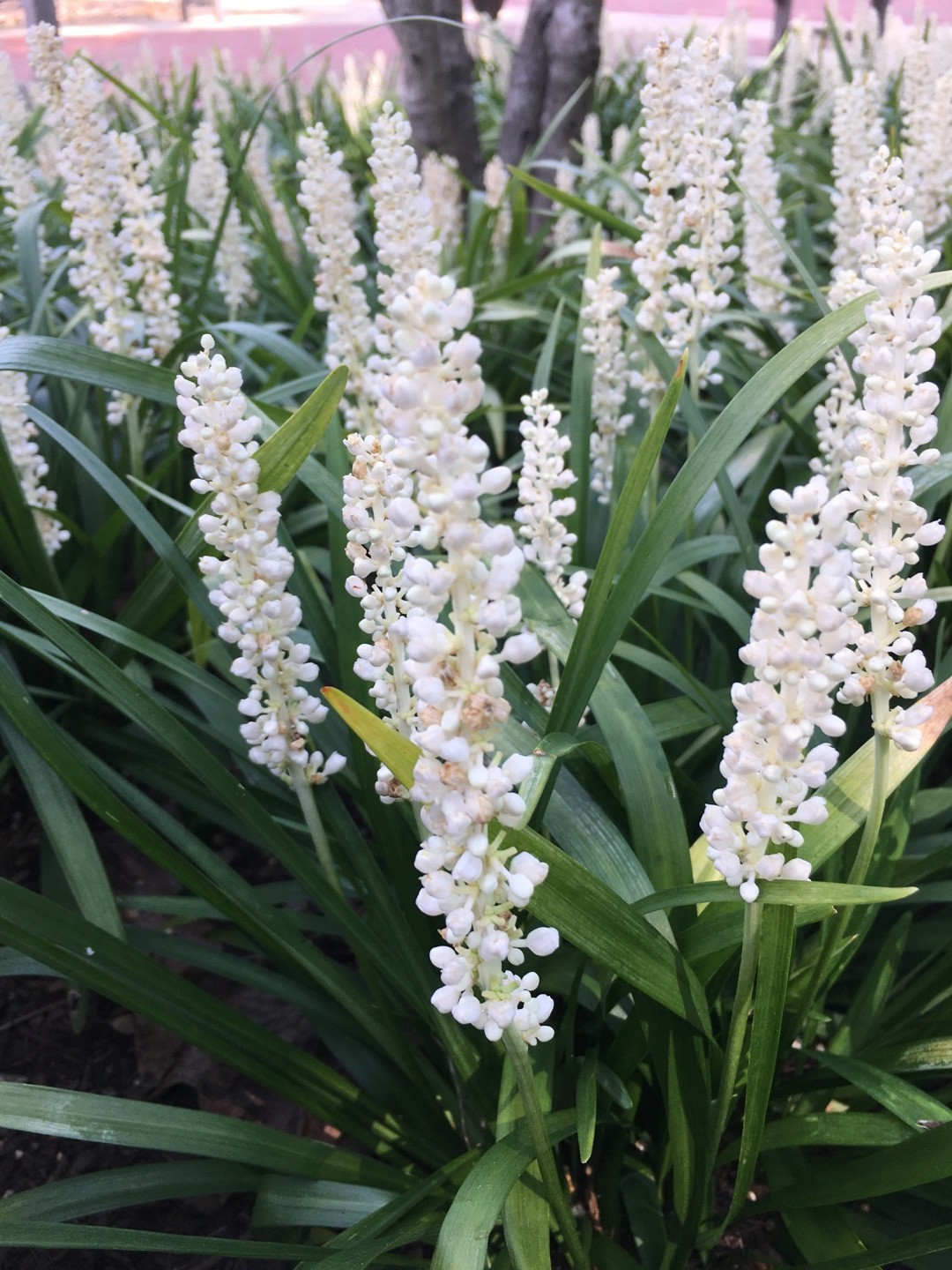 Liriope Liriope Picturethis Liriope Liriope Picturethis