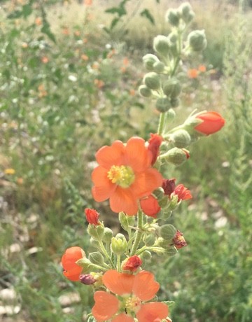 Sphaeralcea incana PictureThis