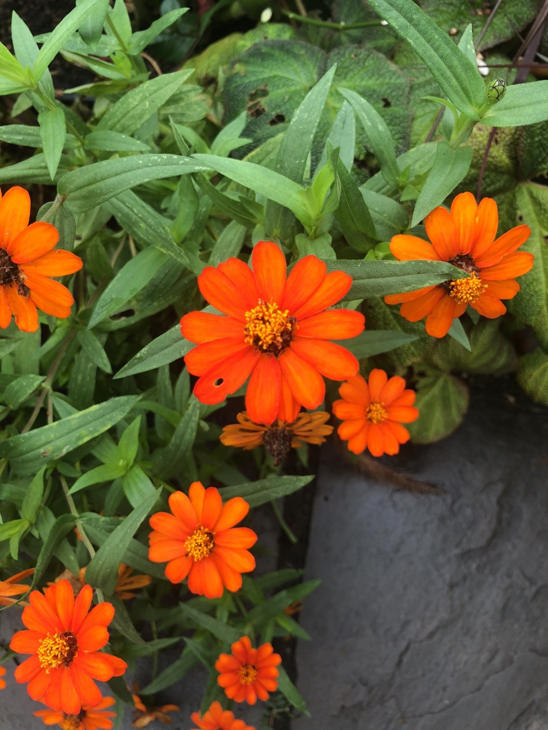Zinnia Inca Zinnias (Zinnia) - PictureThis