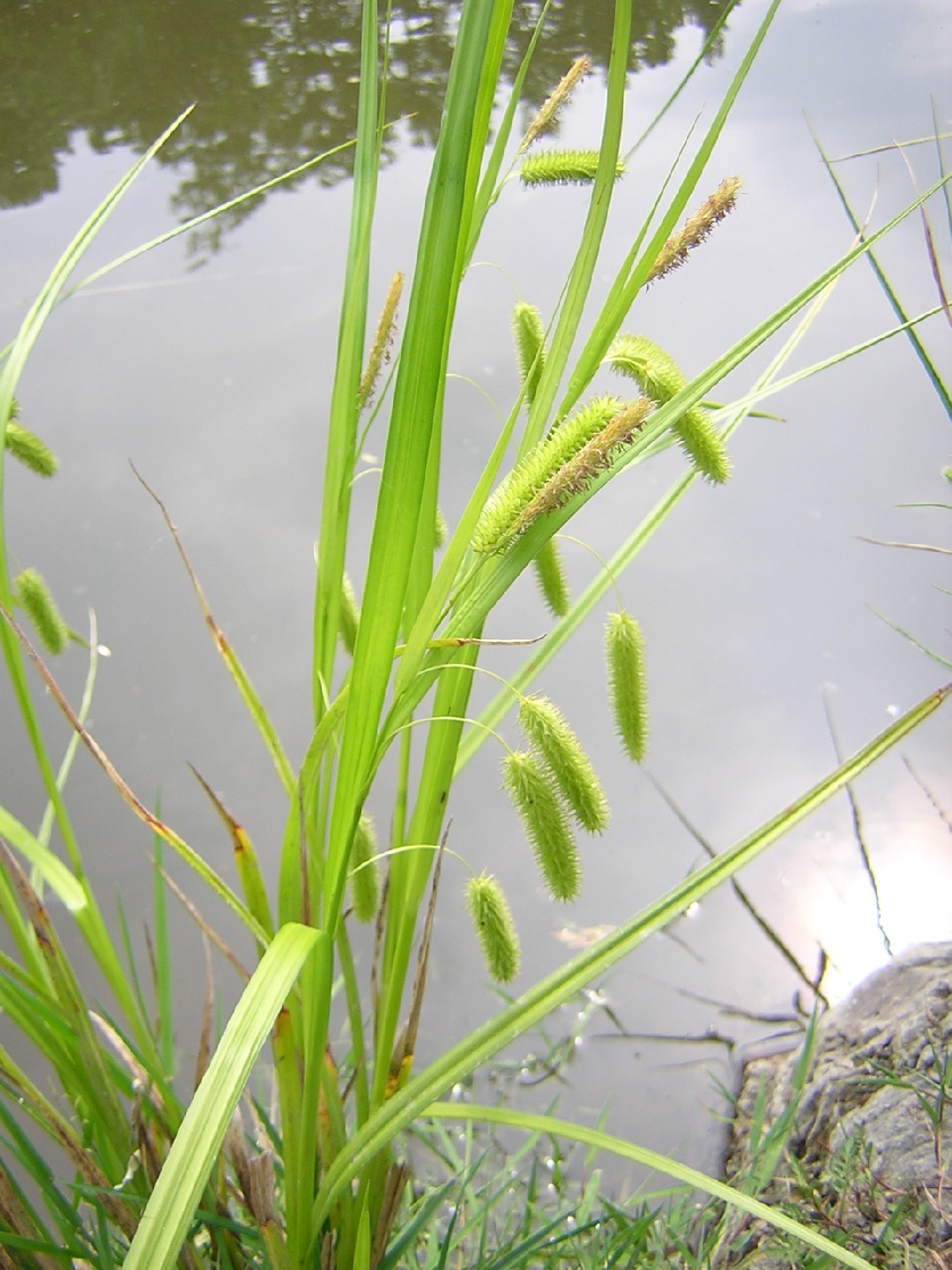 Carex pseudocyperus PictureThis