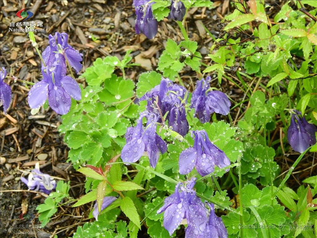 Aquilegia pyrenaica PictureThis