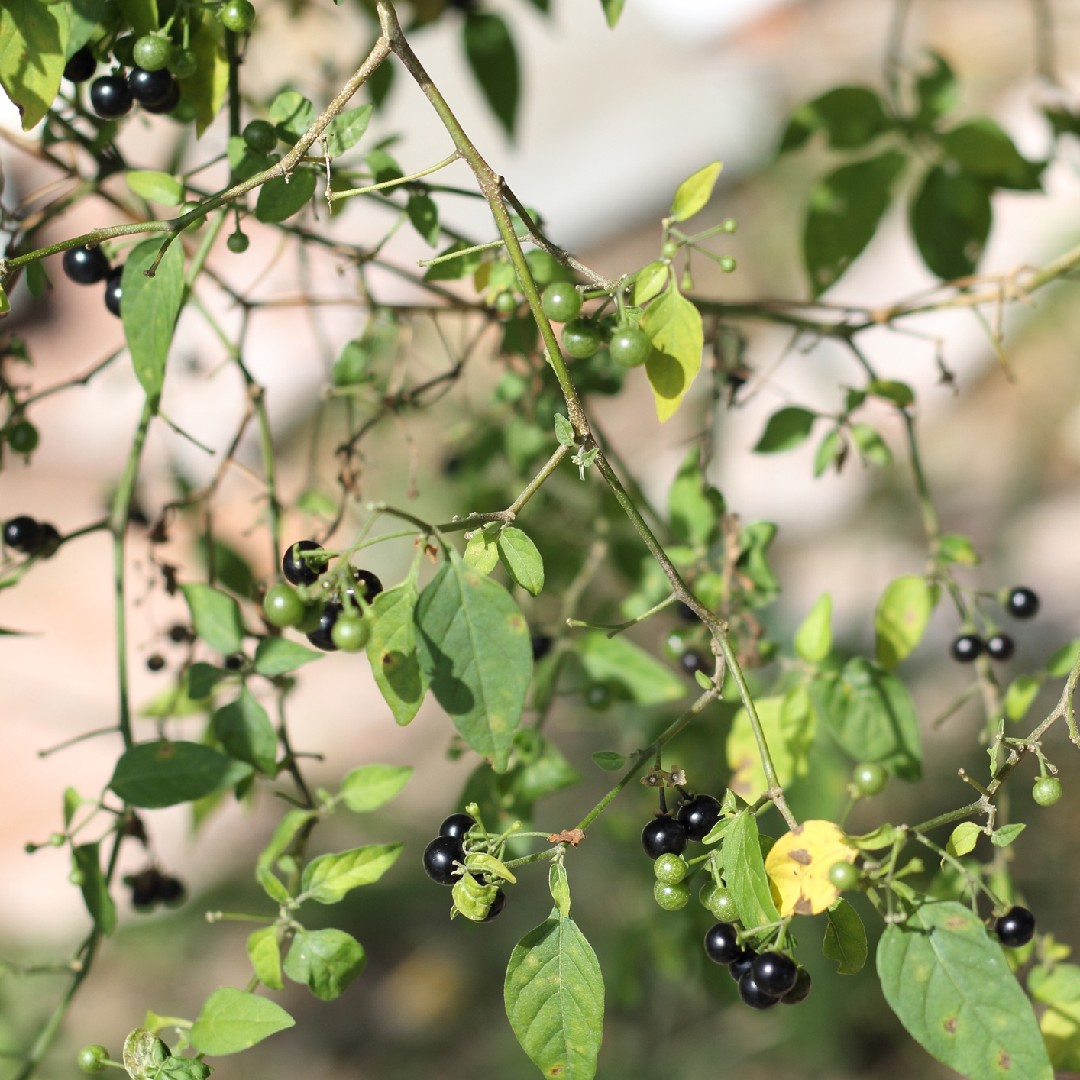 ¿Es anual o perenne la hierba mora? PictureThis