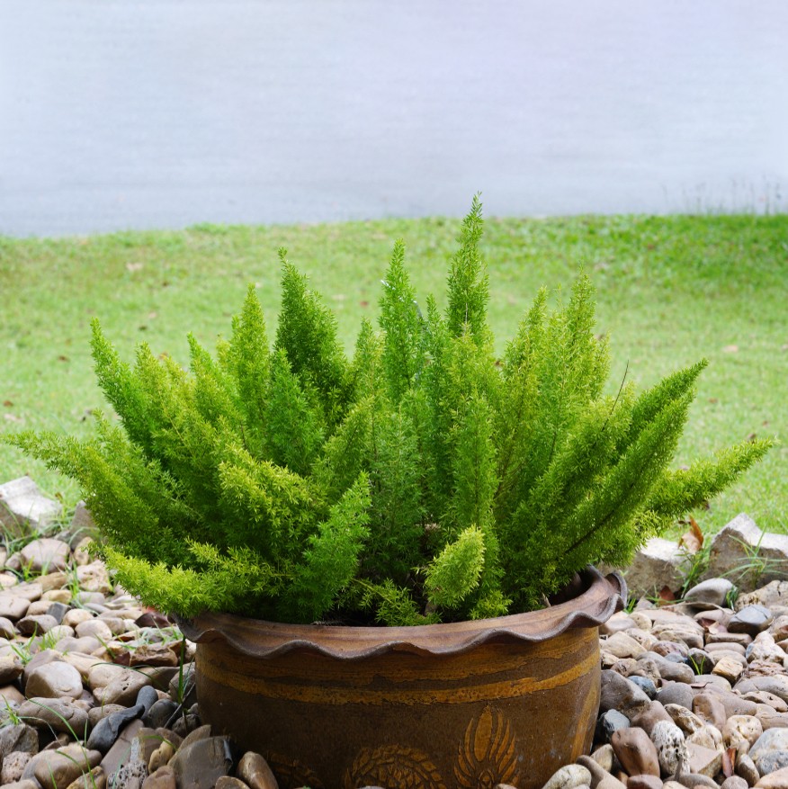 Asparagus densiflorus PictureThis