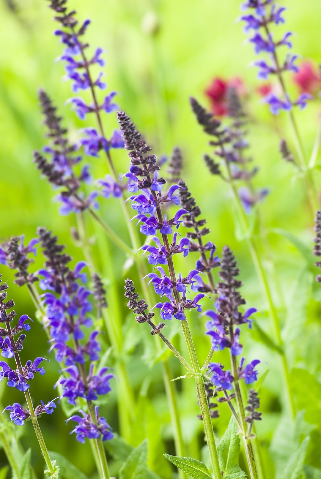 Salvia Verticillata Purple Rain 花言葉 毒性 よくある質問 Picturethis