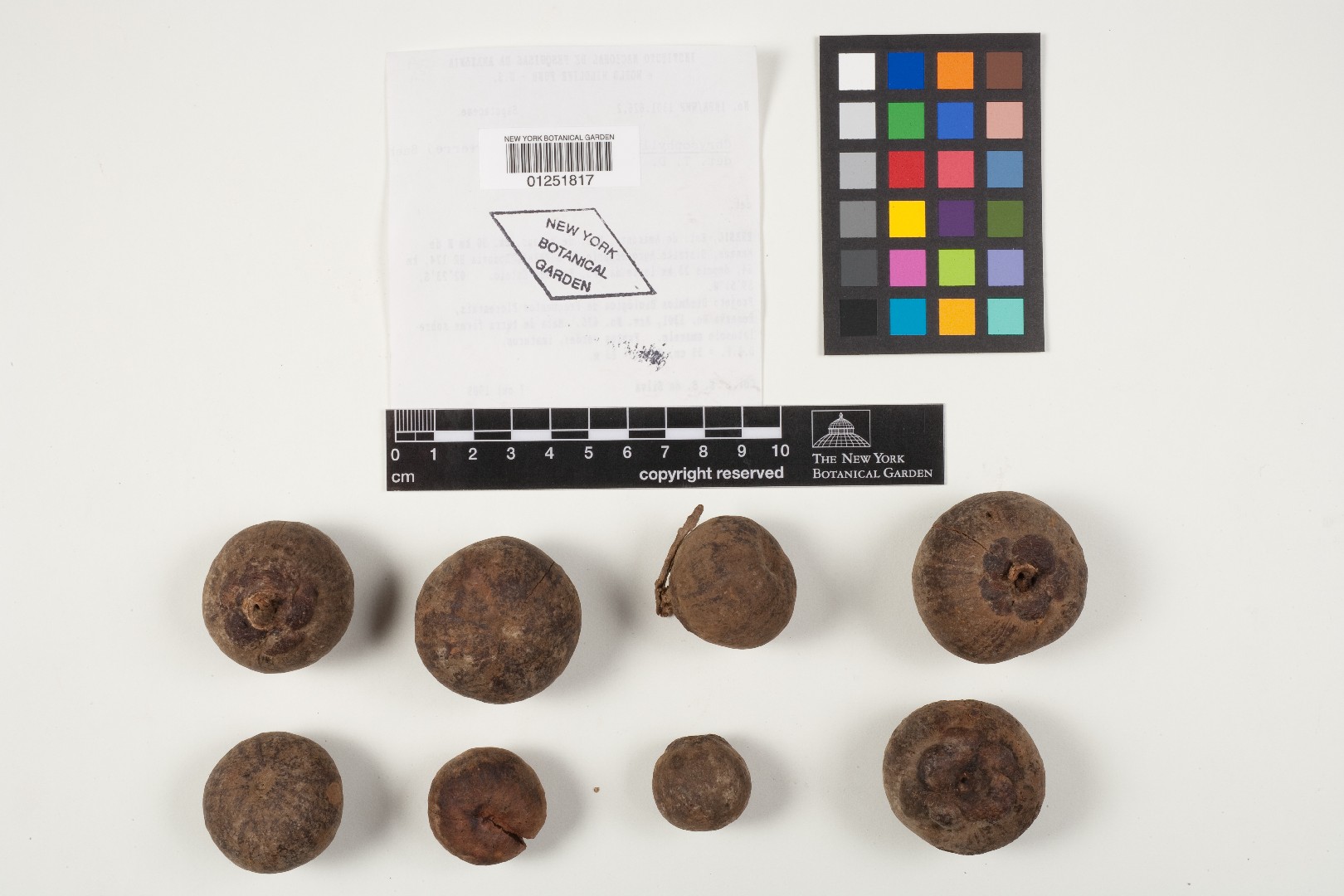 Chrysophyllum sanguinolentum PictureThis