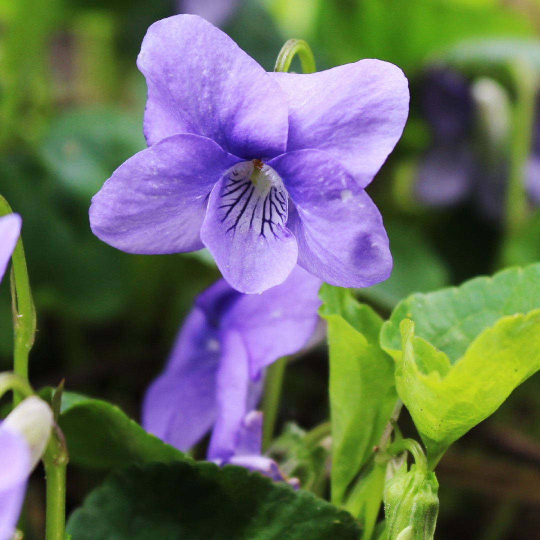 Or either Fern putty Common blue violet (Viola sororia) Flower, Leaf, Care, Uses - PictureThis