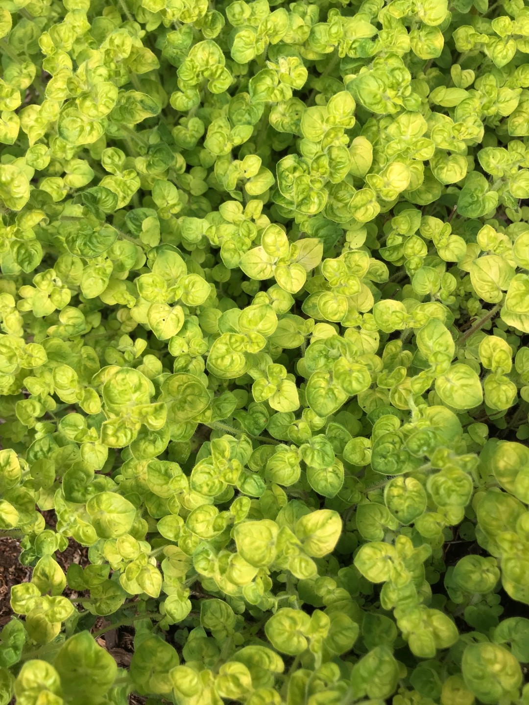 Origanum vulgare 'Aureum' PictureThis