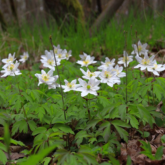 Anemone Virginiana 花言葉 学名 よくある質問 Picturethis