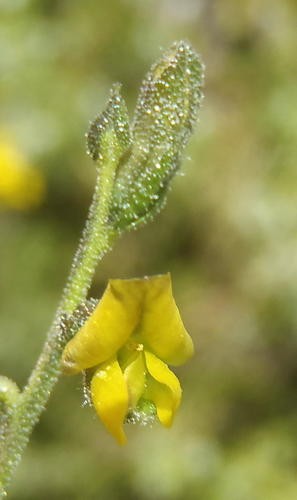 Melolobium PictureThis