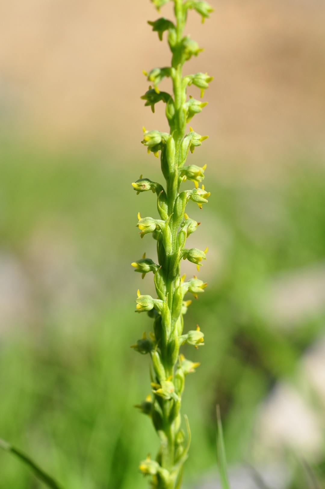 Перистилус (Peristylus) - PictureThis