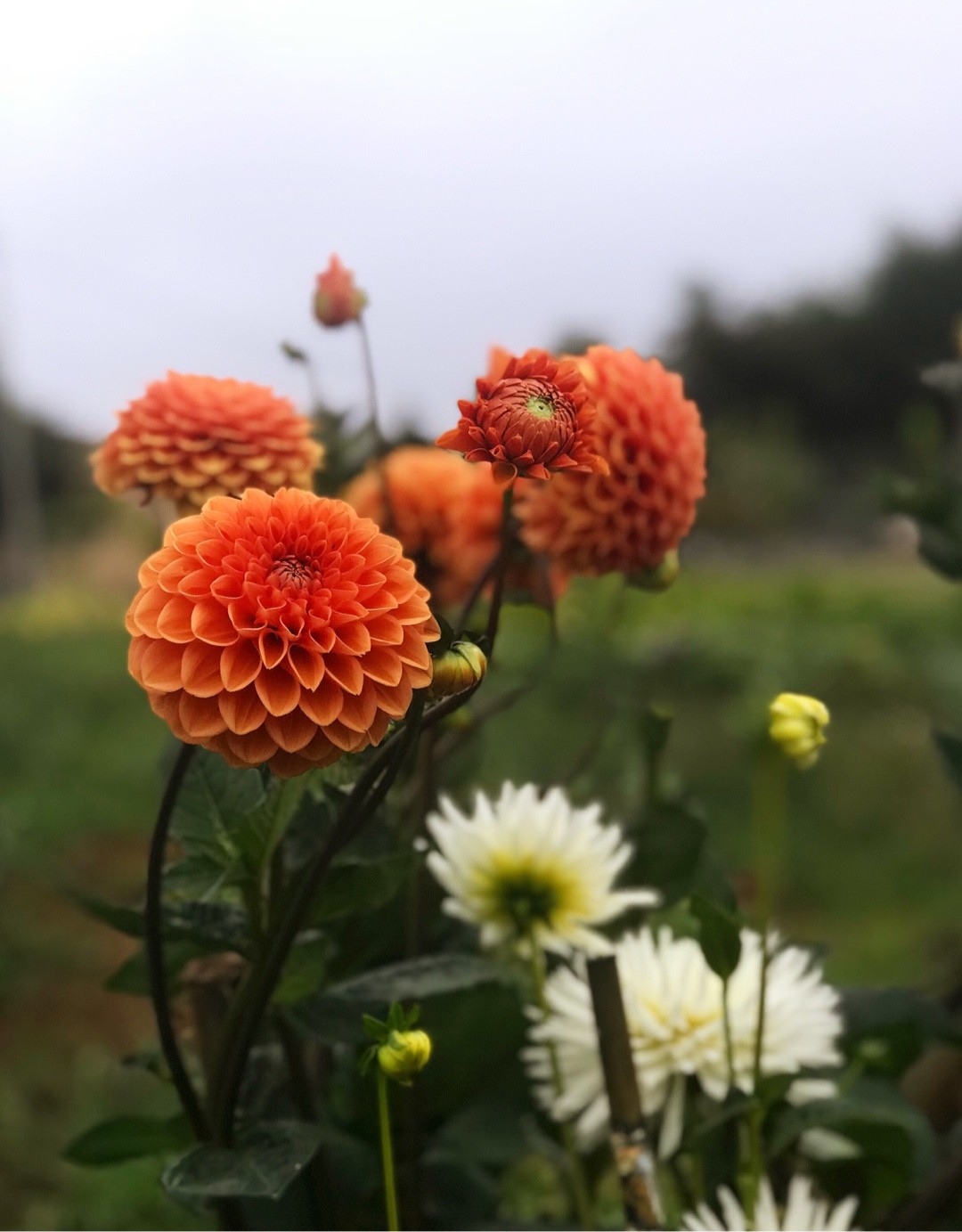 Dahlia &lsquo;Jomanda&rsquo; - PictureThis