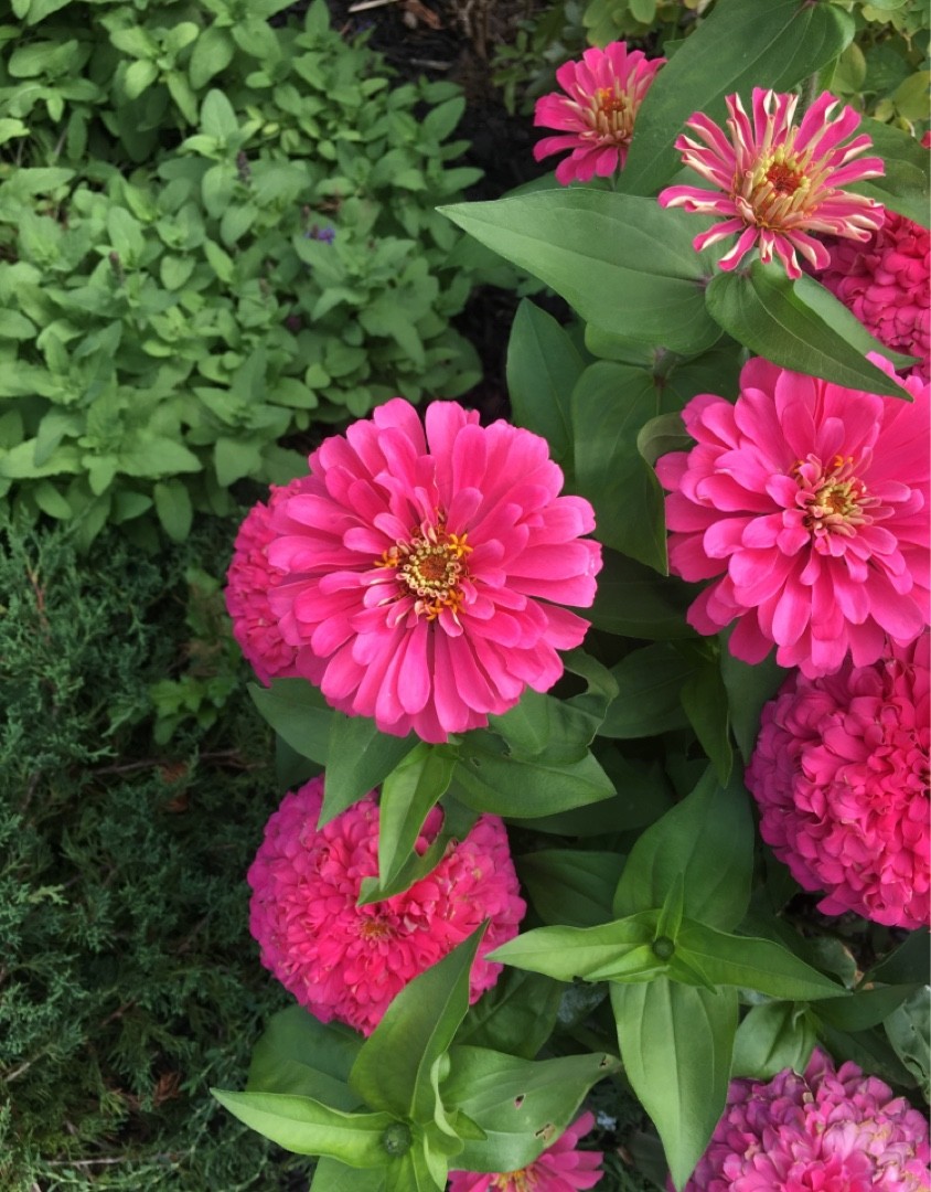 Zinnia elegans 'Uproar Rose' PictureThis