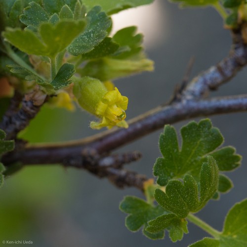 Ribes velutinum PictureThis