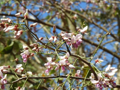 Lonchocarpus guatemalensis PictureThis