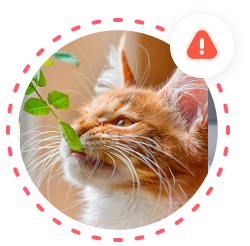 Ядовитый дуб (Toxicodendron pubescens) - PictureThis